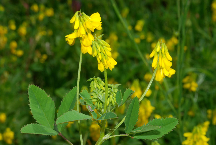 Trigonella esculenta / Fieno greco cornicolato